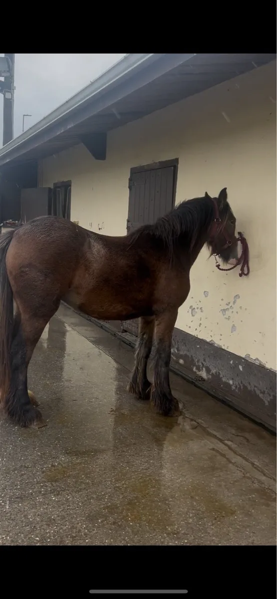 2 year old filly - Image 3