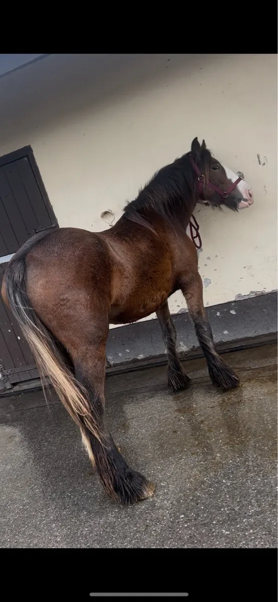 2 year old filly - Image 4