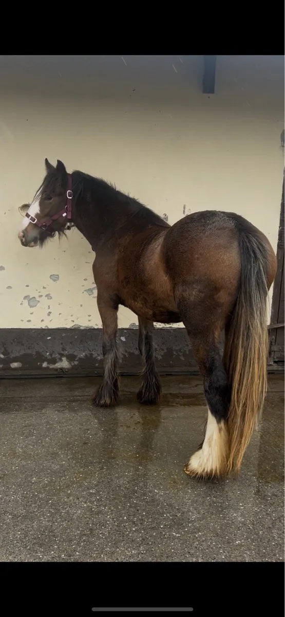 2 year old filly - Image 1