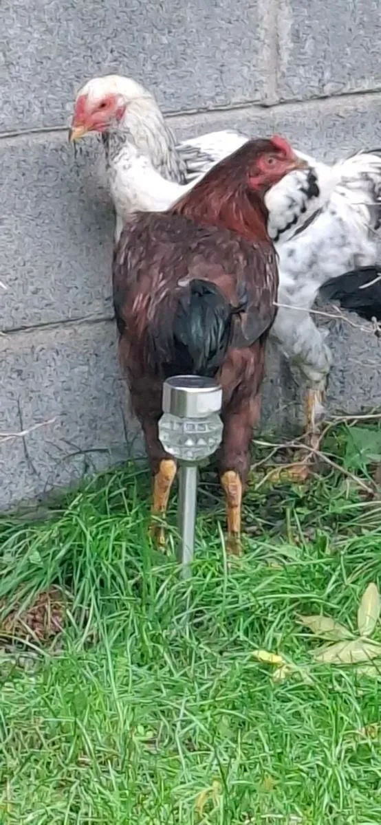 SHAMON Cocks - Image 1