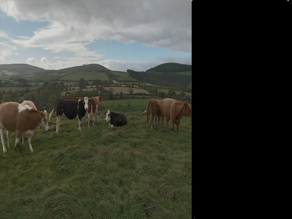 Simmental heifers roscrea mart frank coffey - Image 1