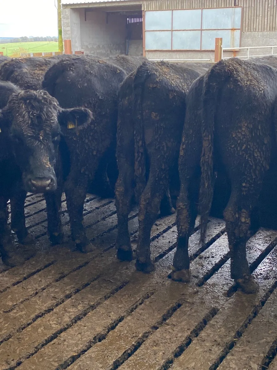 Angus bullocks - Image 1