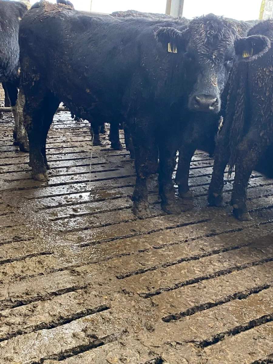 Angus bullocks - Image 2