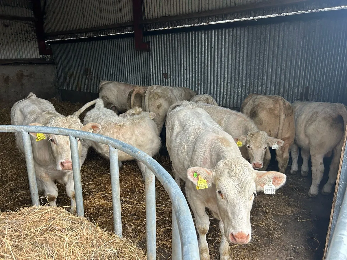 10 ch/chx weanlings - Image 2