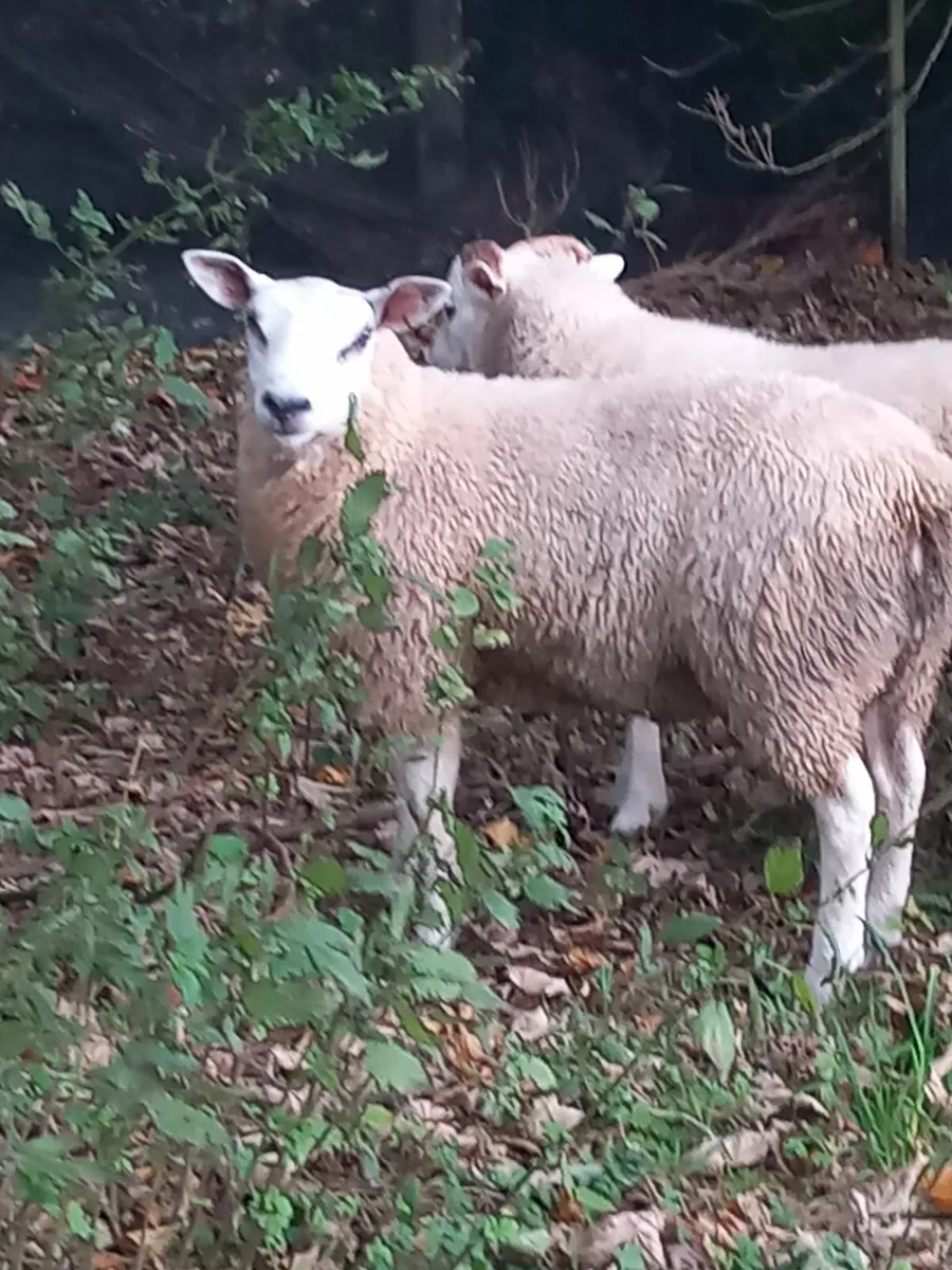 Ram lambs - Image 1