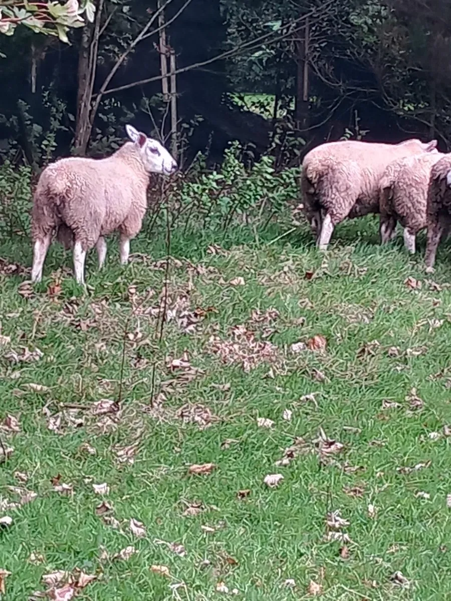 Ram lambs - Image 2