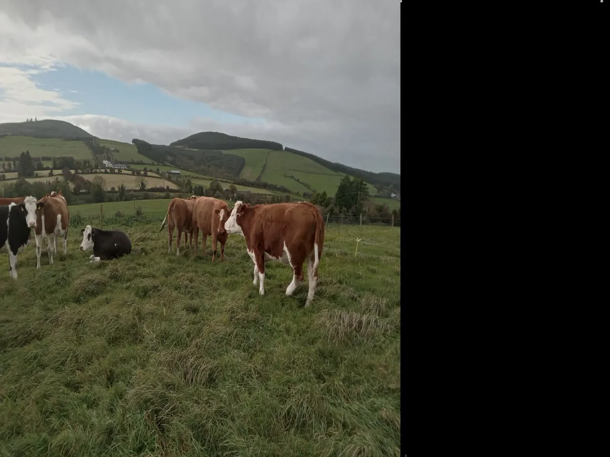 Simmental heifers roscrea mart frank coffey - Image 2