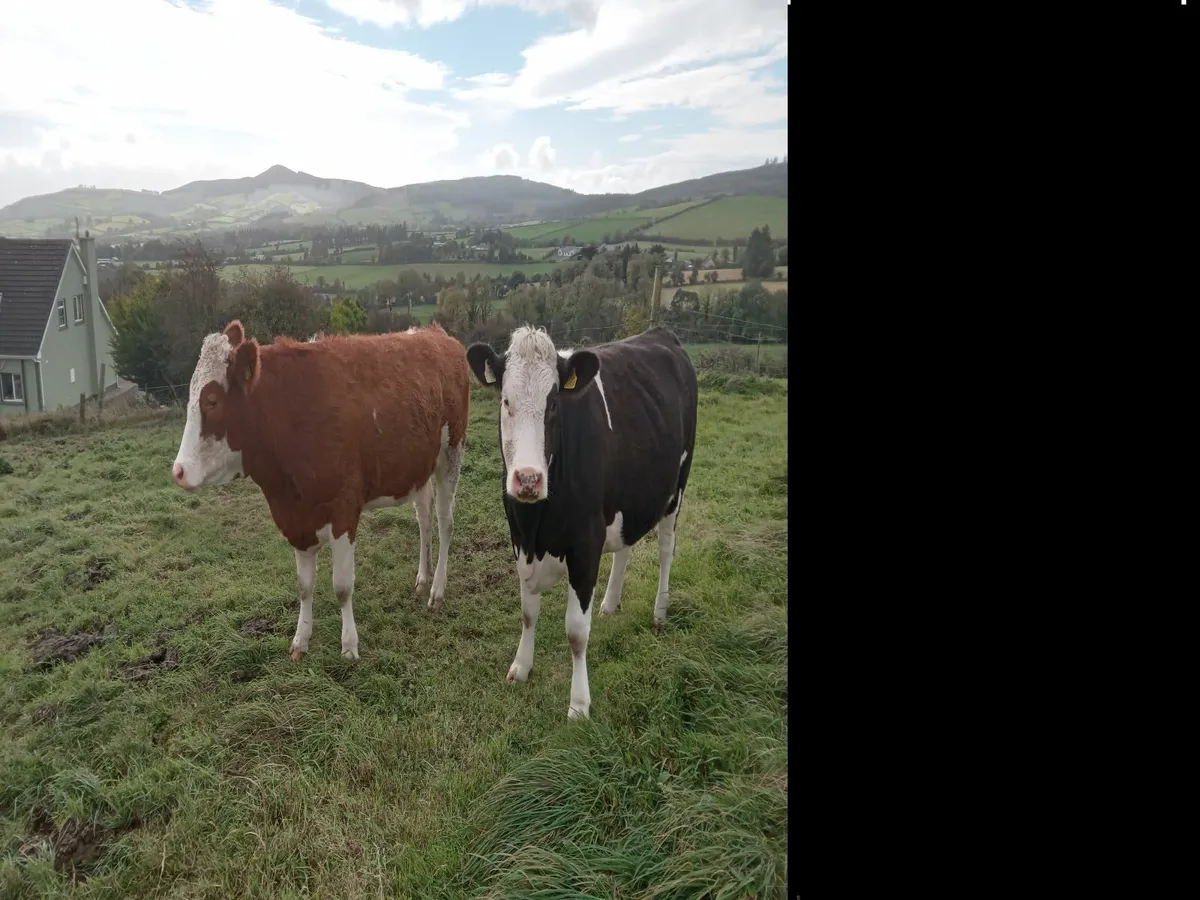 Simmental heifers roscrea mart frank coffey - Image 3