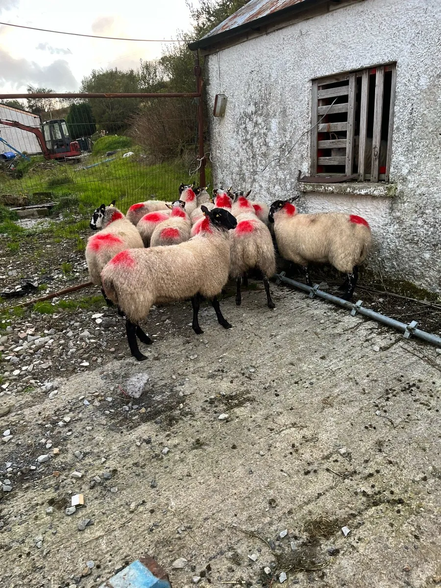 9 hogget ewes