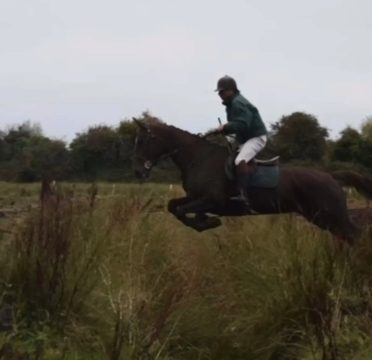 Horse - Image 1
