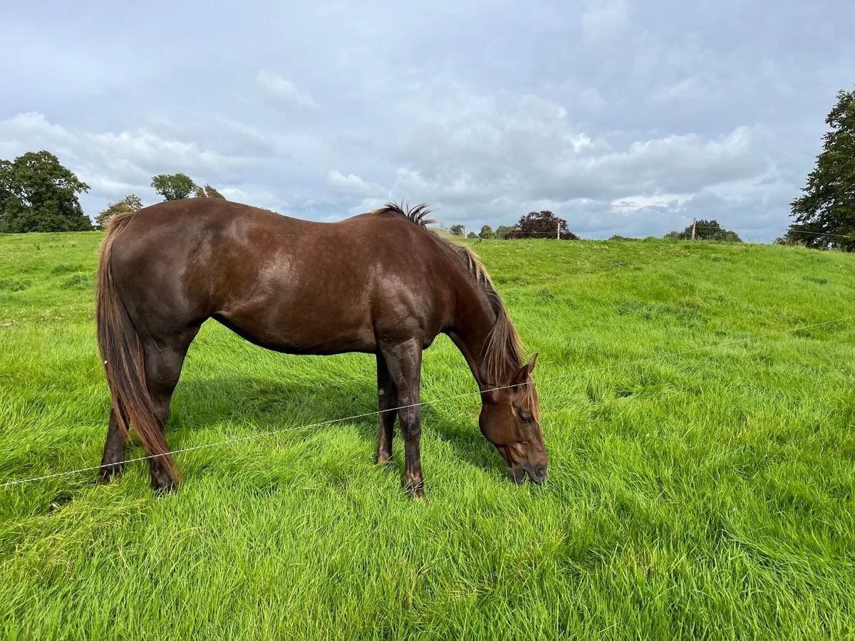 Horse - Image 3