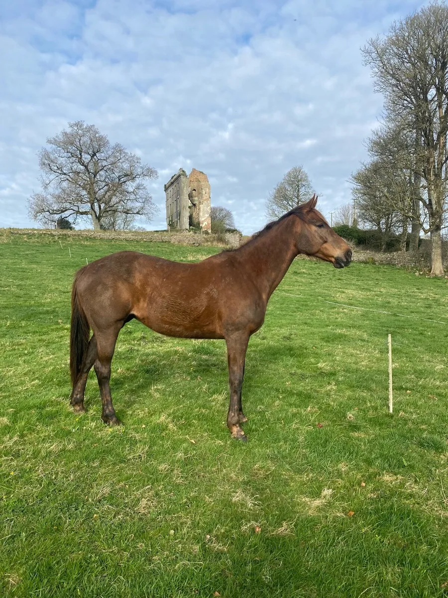 Horse - Image 4