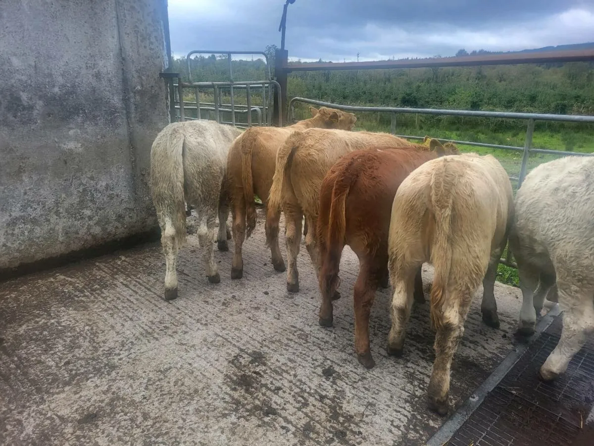 7 heifers - Image 1