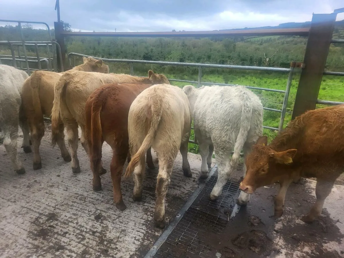 7 heifers - Image 2