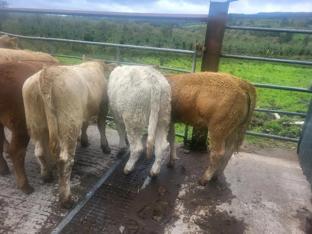 7 heifers - Image 3