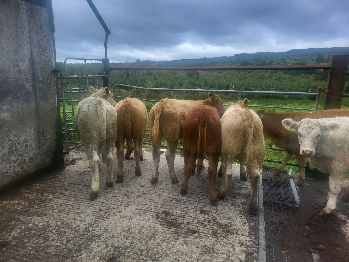 7 heifers - Image 4