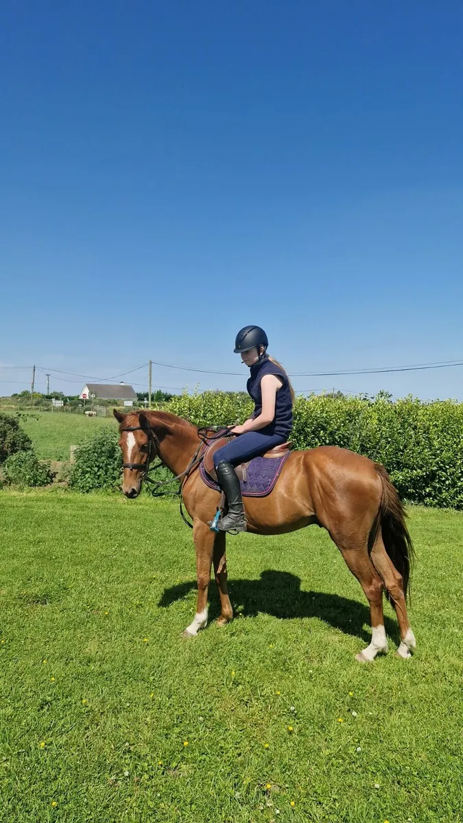 Pony - Image 1