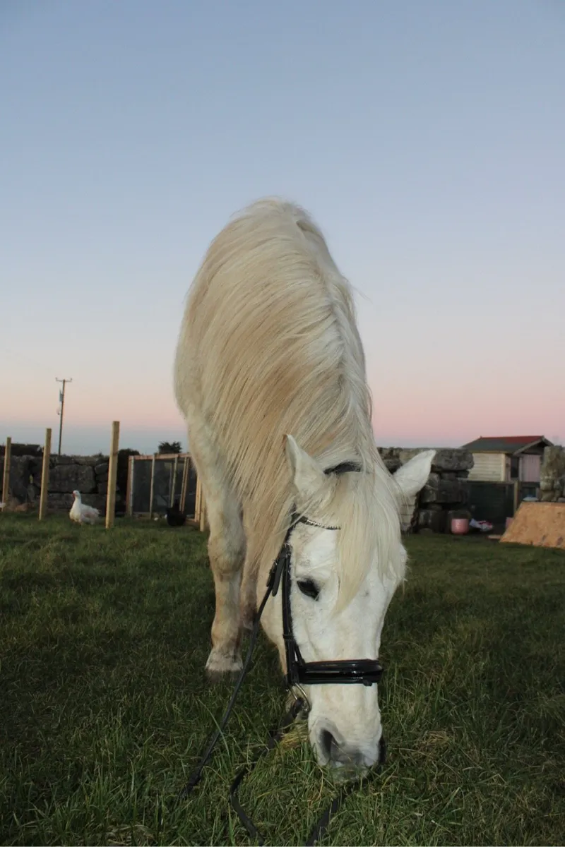 Connemara gelding - Image 4