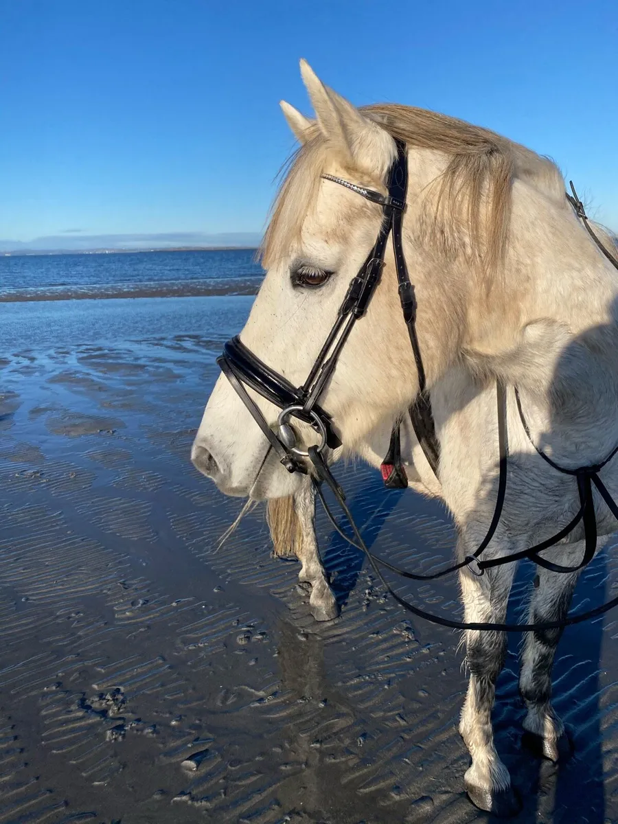 Connemara gelding - Image 3