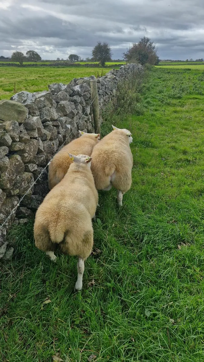 SiS Texel ram lambs - Image 1
