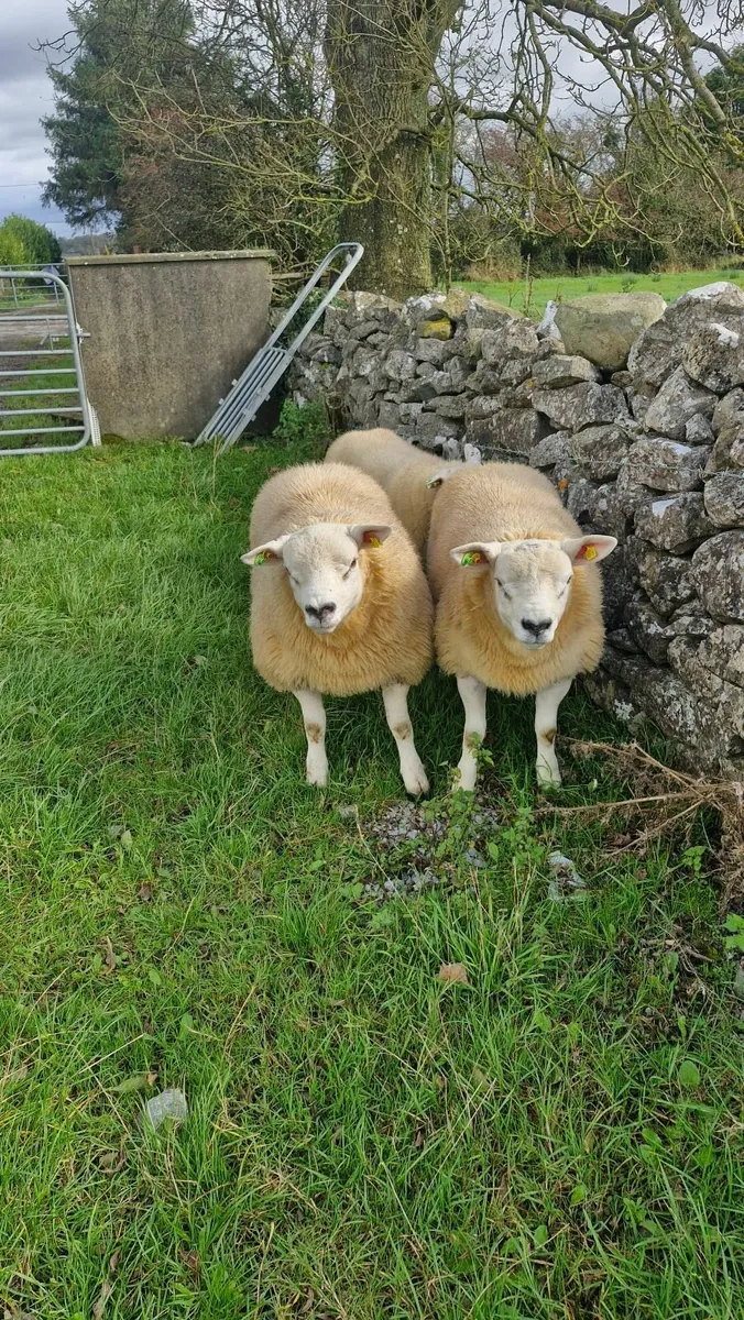 SiS Texel ram lambs - Image 2
