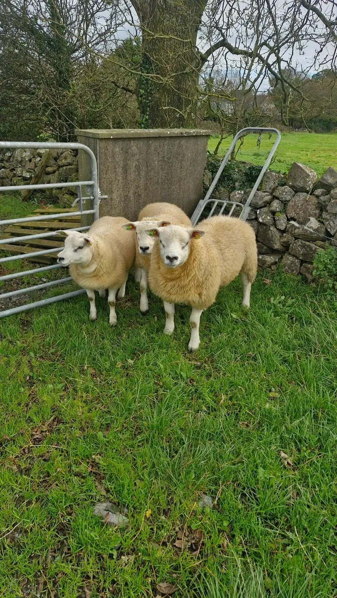 SiS Texel ram lambs - Image 3