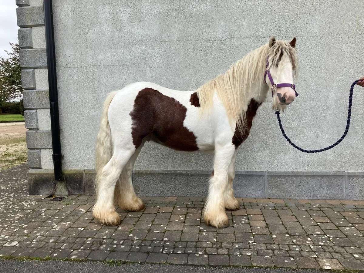 Pony - Image 1