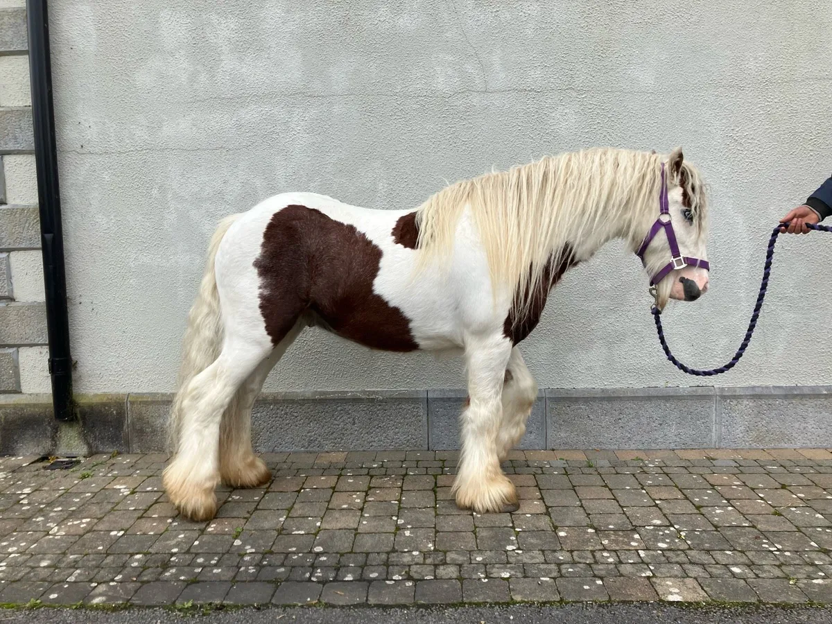 Pony - Image 2