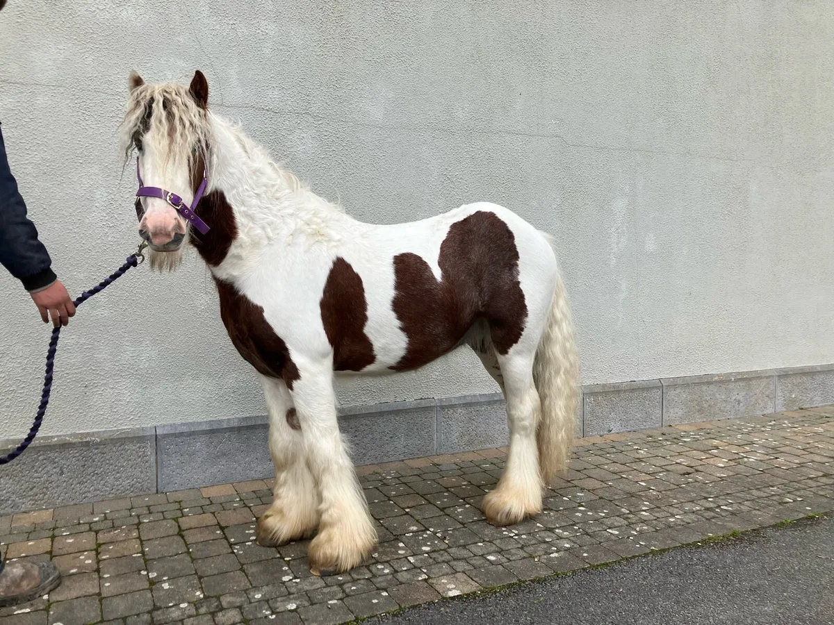 Pony - Image 3
