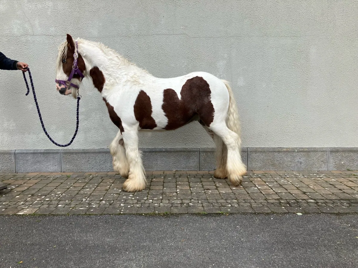 Pony - Image 4