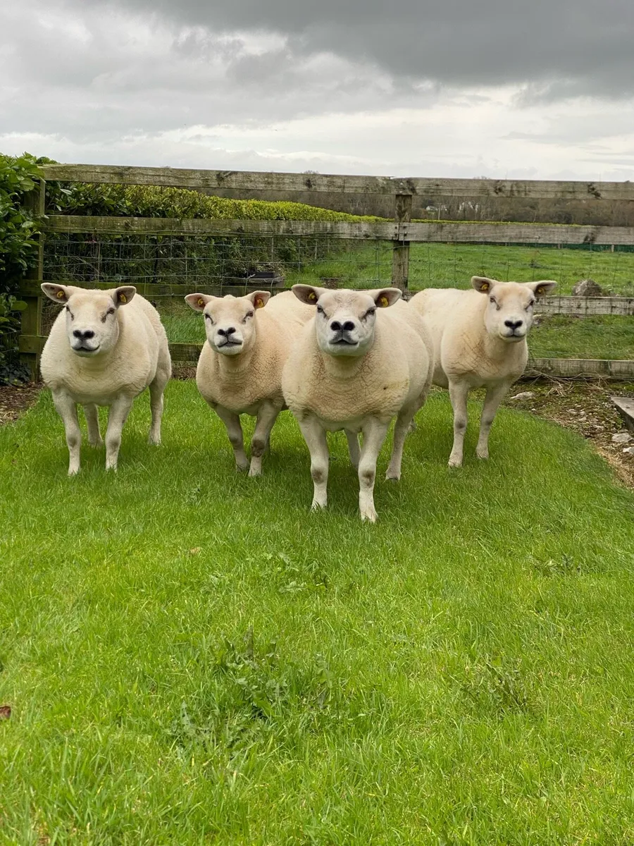 Pedigree Texel Ewes - Image 1