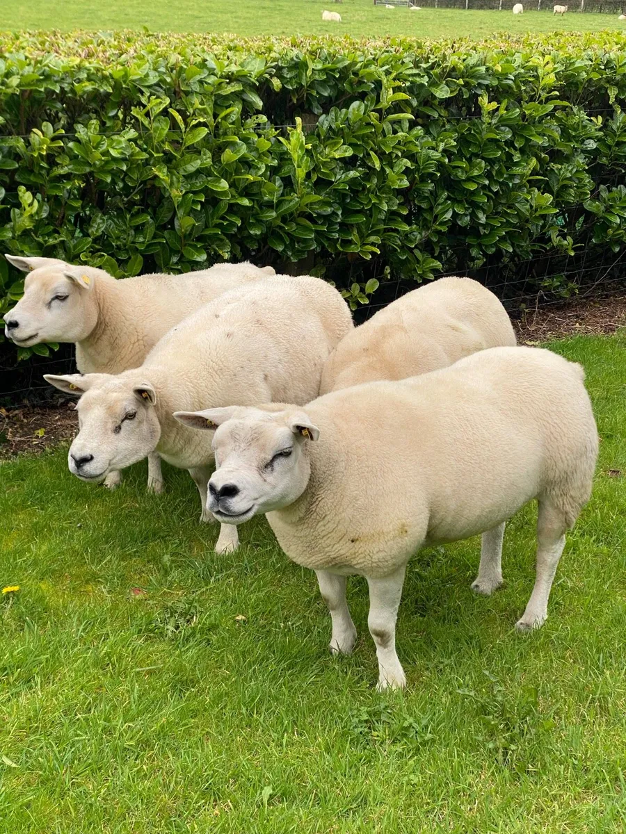 Pedigree Texel Ewes - Image 2