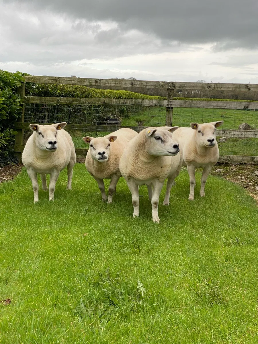 Pedigree Texel Ewes - Image 3