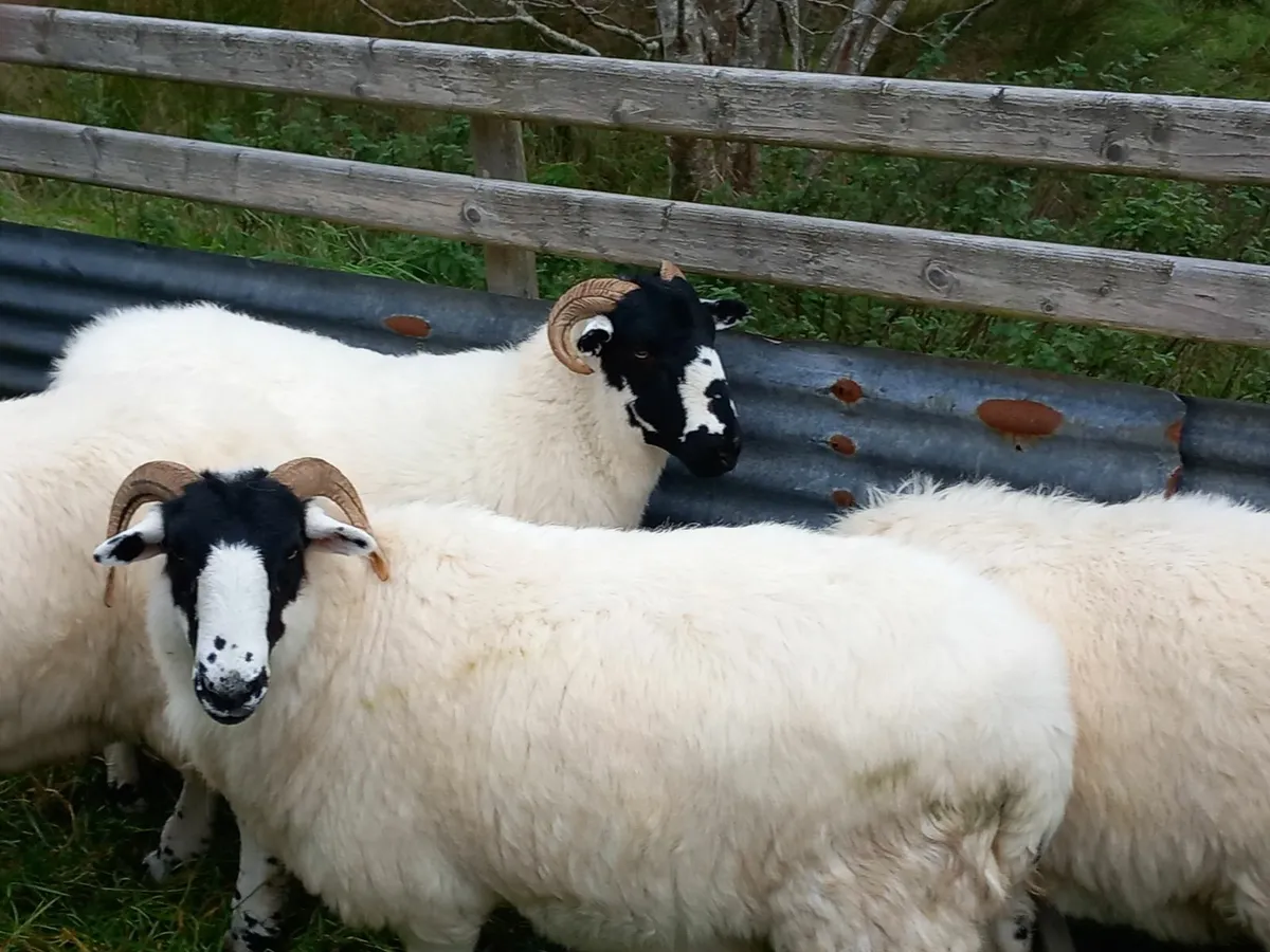 PB Roughfell Hoggets + Ram Lamb - Image 4