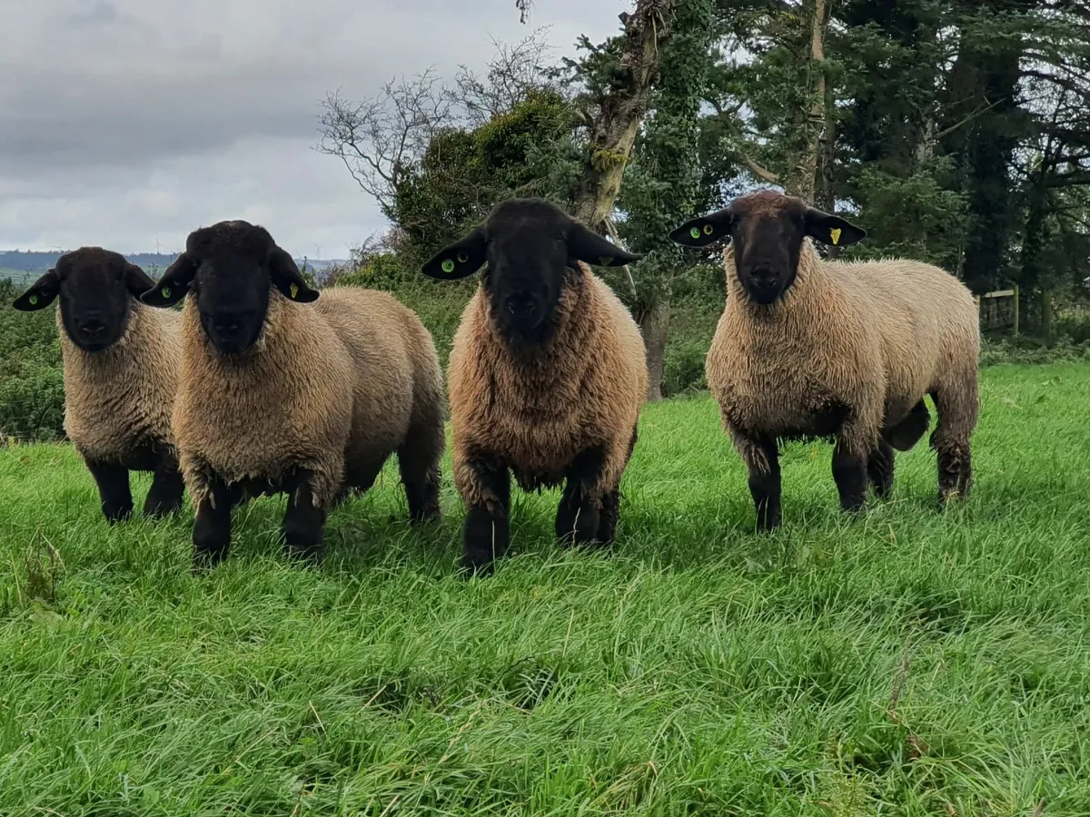 Suffolk ram lambs, pedigree, registered - Image 1