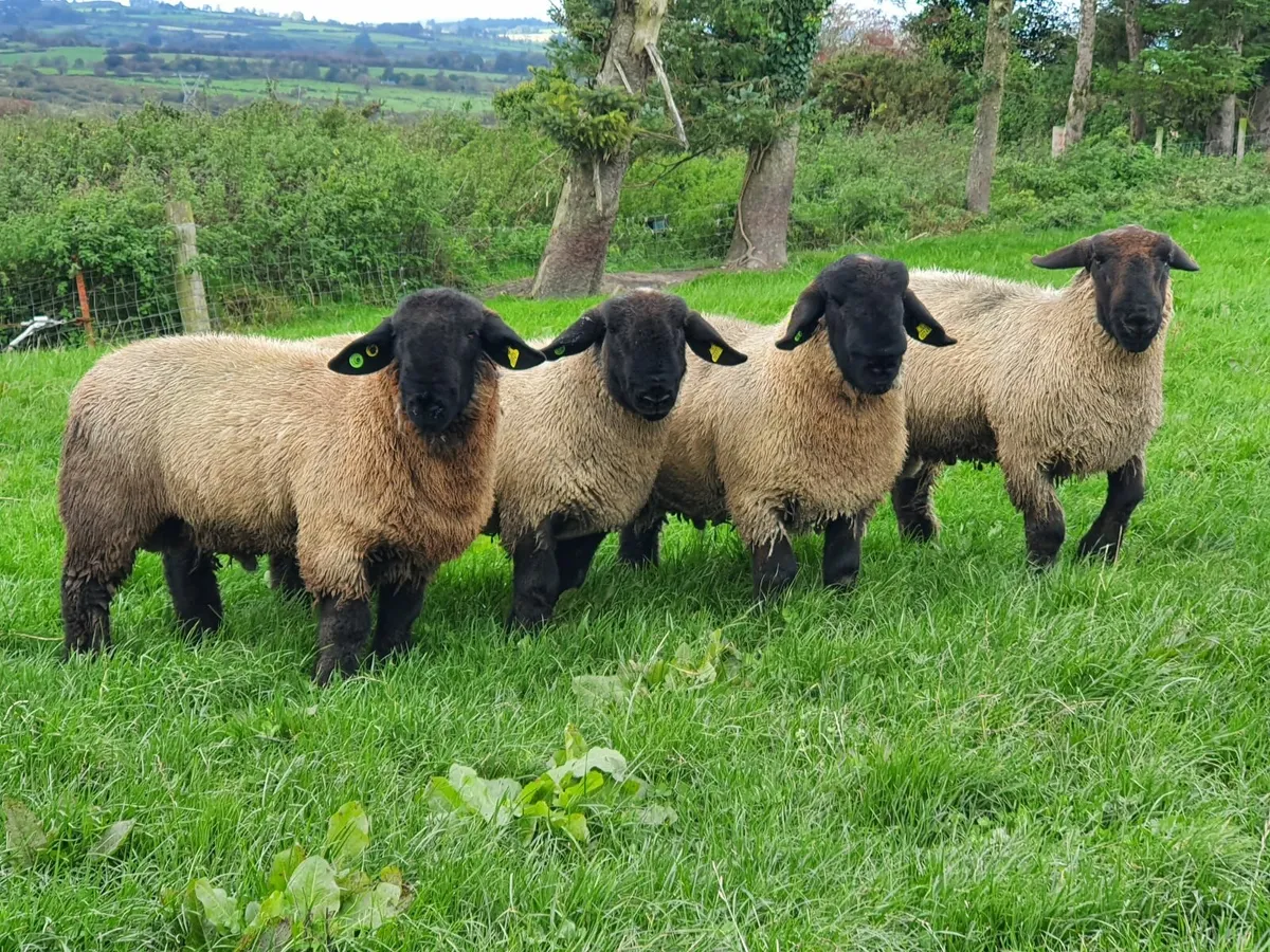 Suffolk ram lambs, pedigree, registered - Image 2