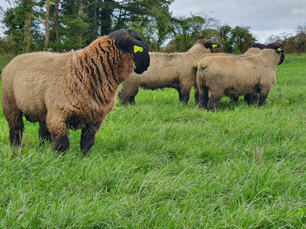 Suffolk ram lambs, pedigree, registered - Image 3