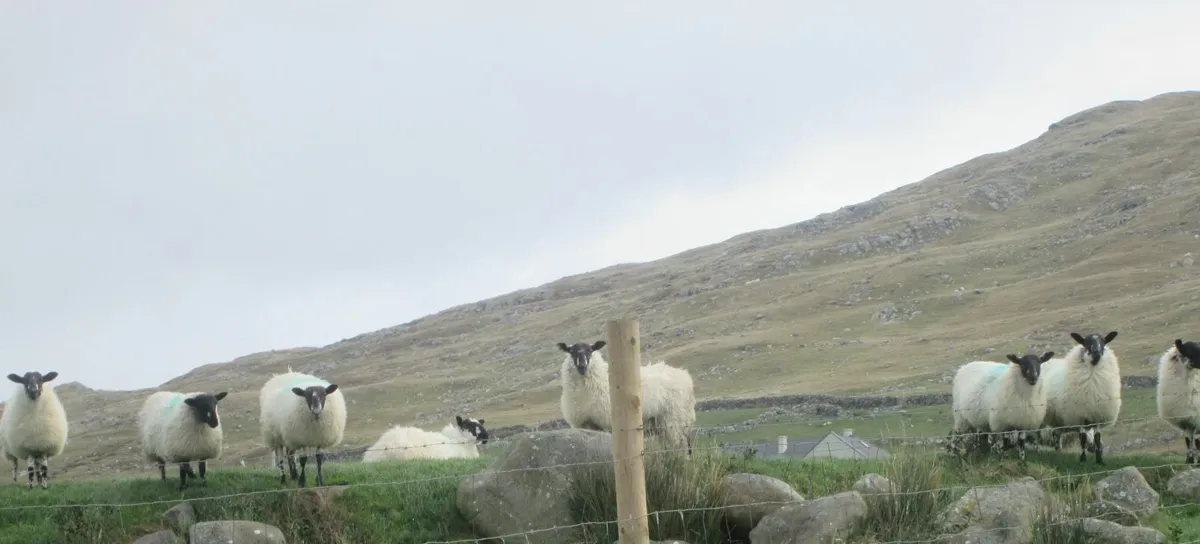 Mule ewe lambs - Image 1