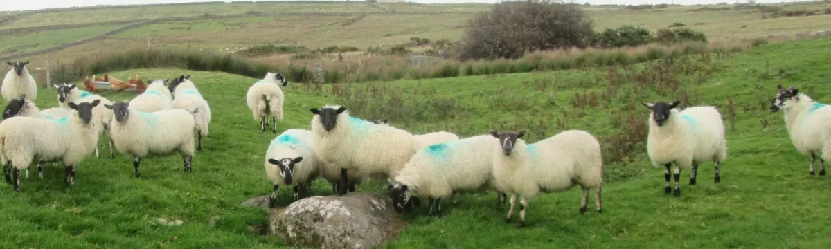 Mule ewe lambs - Image 2