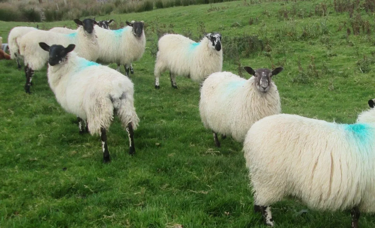 Mule ewe lambs - Image 3