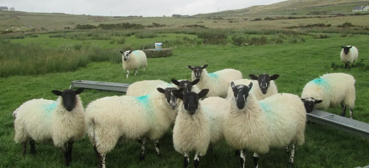 Mule ewe lambs - Image 4