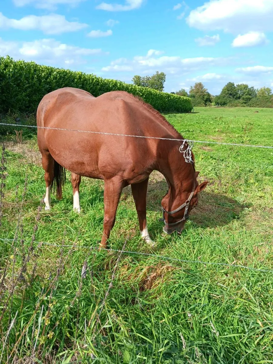Horse - Image 2