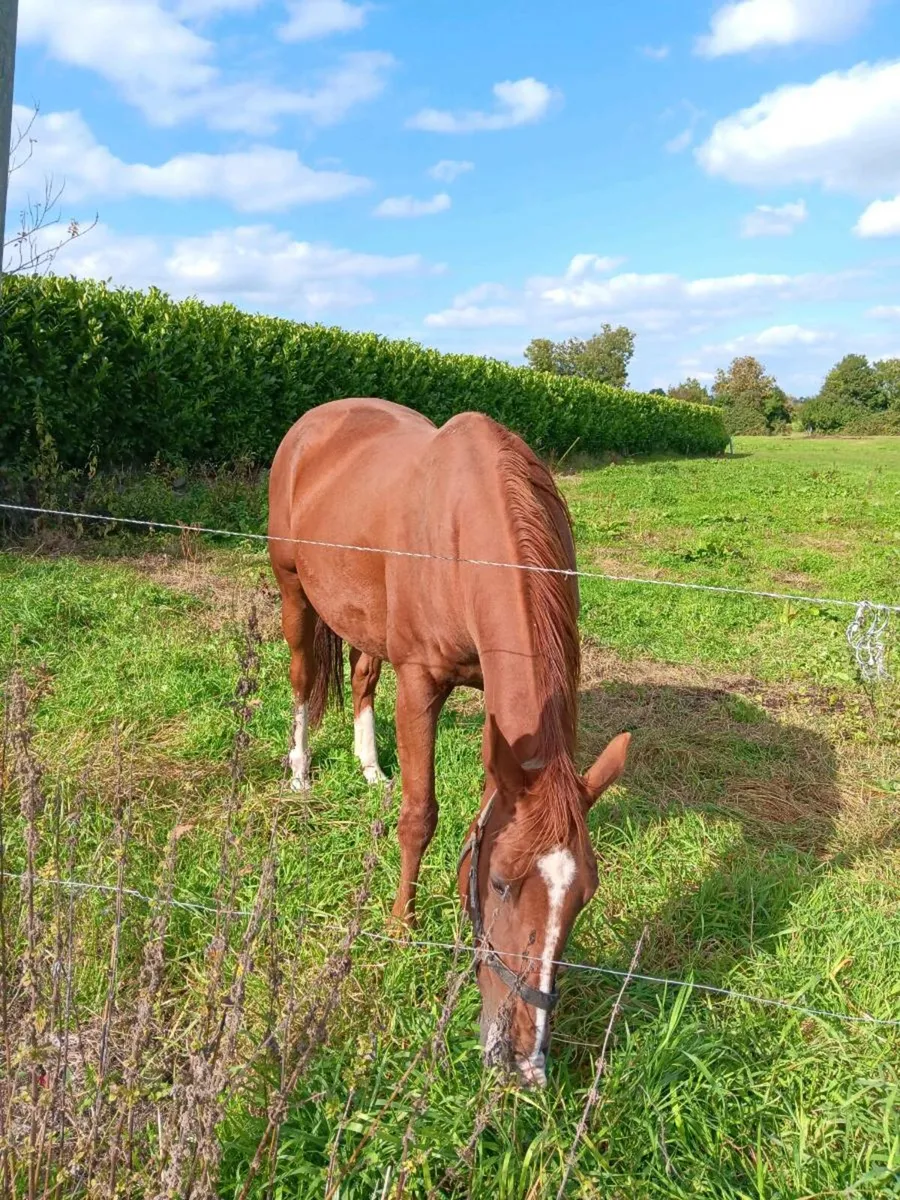 Horse - Image 1