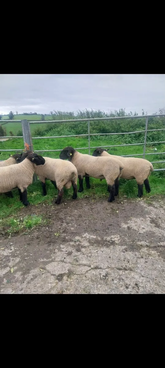 Suffolk hogget rams - Image 2