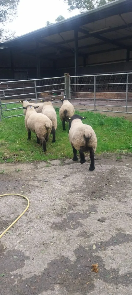 Suffolk hogget rams - Image 3