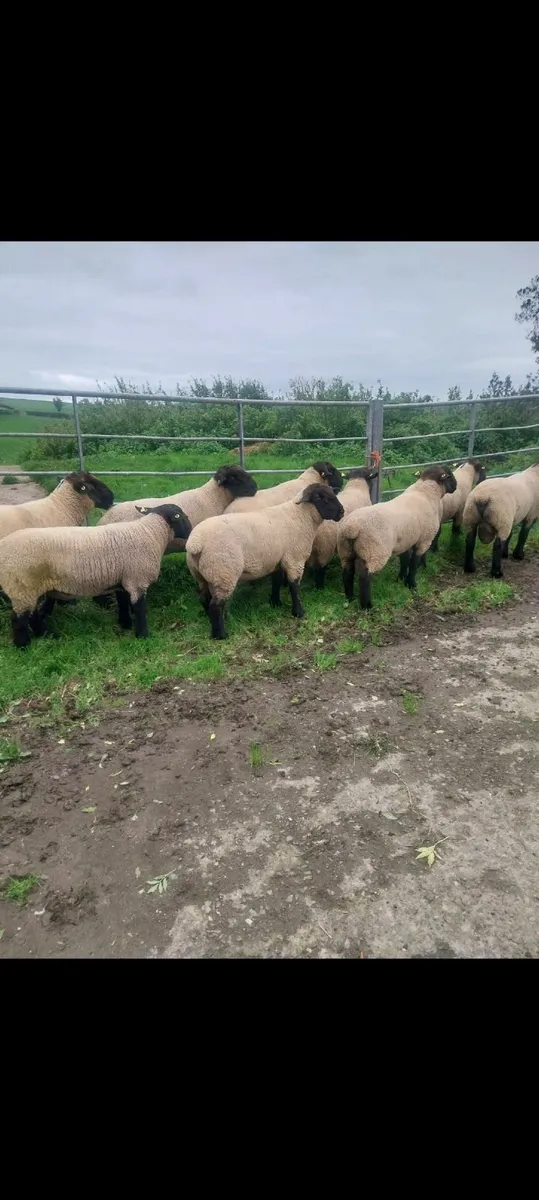 Suffolk hogget rams - Image 1