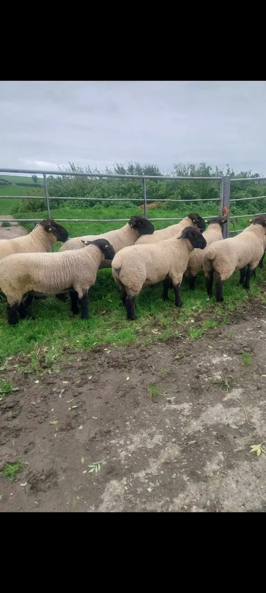 Suffolk hogget rams - Image 4