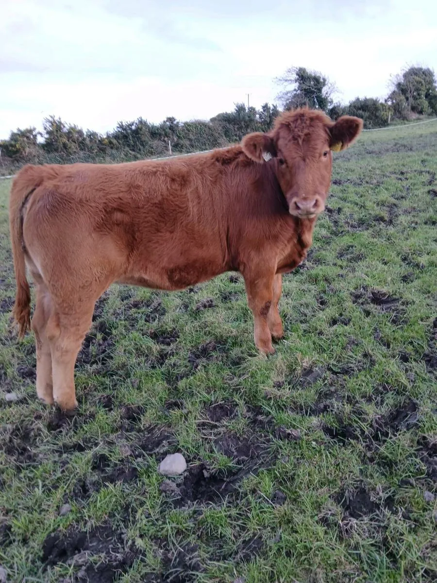 Suckler Heifer Weanlings - Image 3