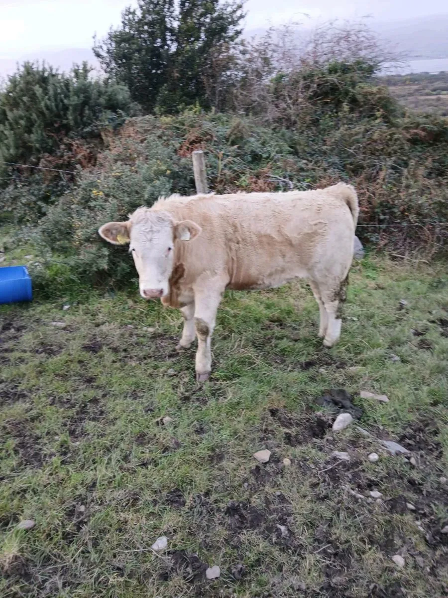 Suckler Heifer Weanlings - Image 4