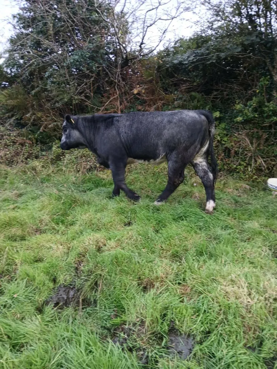 Suckler Heifer Weanlings - Image 2
